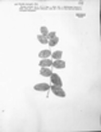 Erysiphe astragali image